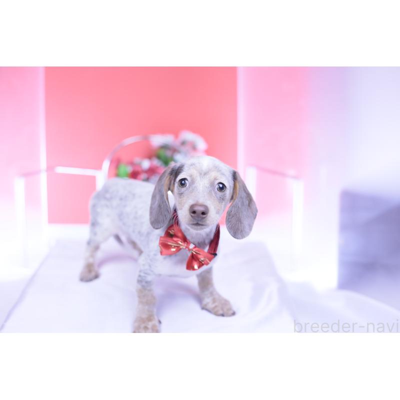 販売中の愛知県のミニチュアダックスフンド(スムースヘアード)-423233の11枚目