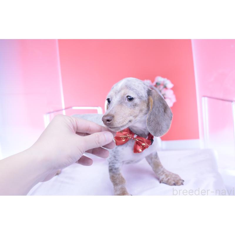 販売中の愛知県のミニチュアダックスフンド(スムースヘアード)-423233の8枚目