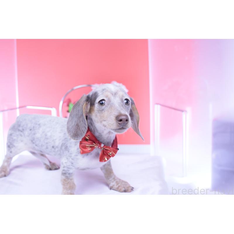 販売中の愛知県のミニチュアダックスフンド(スムースヘアード)-423233の6枚目