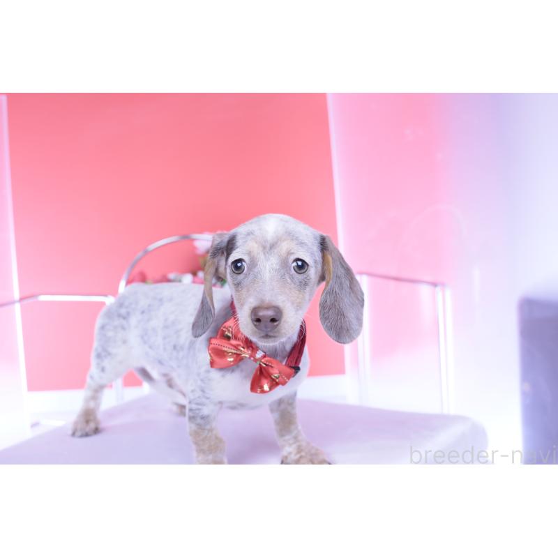 販売中の愛知県のミニチュアダックスフンド(スムースヘアード)-423233の5枚目