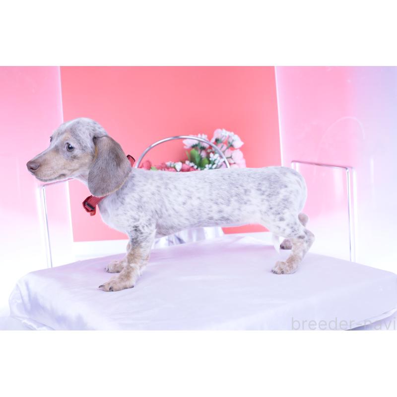 販売中の愛知県のミニチュアダックスフンド(スムースヘアード)-423233の2枚目