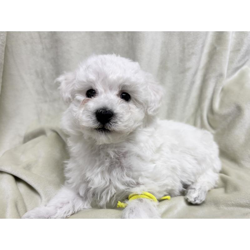 販売中の千葉県のトイプードル-432508の13枚目