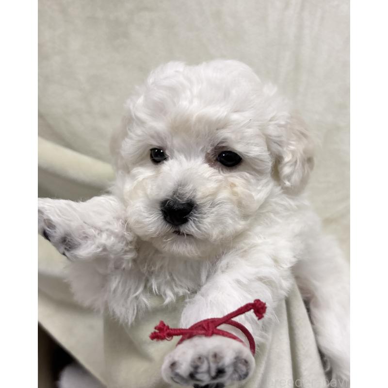 販売中の千葉県のトイプードル-432514の14枚目