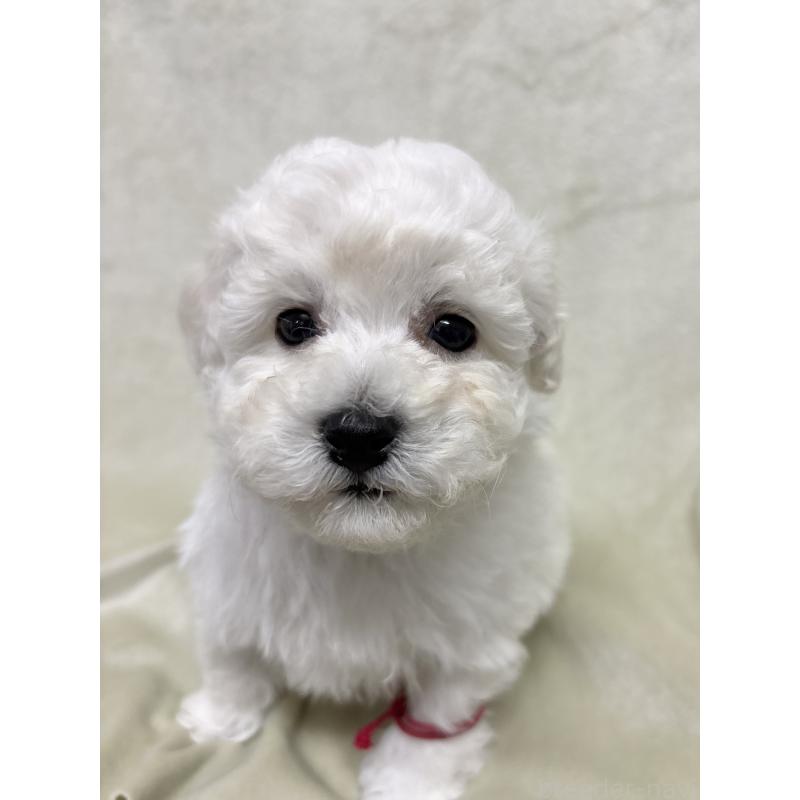 販売中の千葉県のトイプードル-432514の13枚目