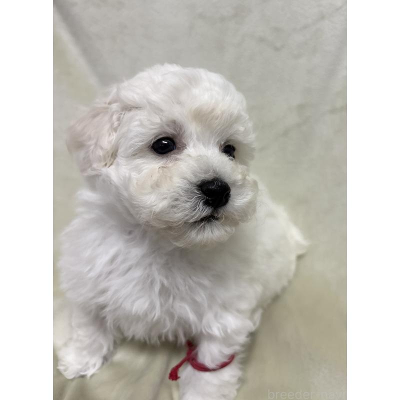 販売中の千葉県のトイプードル-432514の12枚目