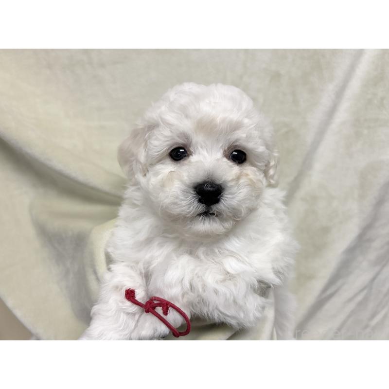 販売中の千葉県のトイプードル-432514の11枚目