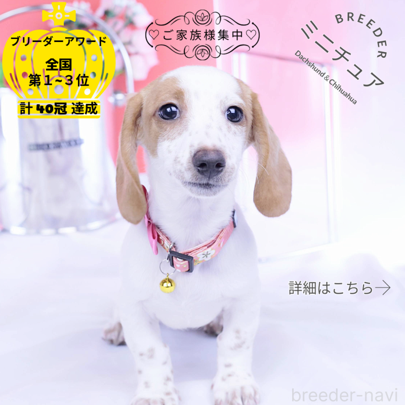 販売中の愛知県のミニチュアダックスフンド(スムースヘアード)-423236