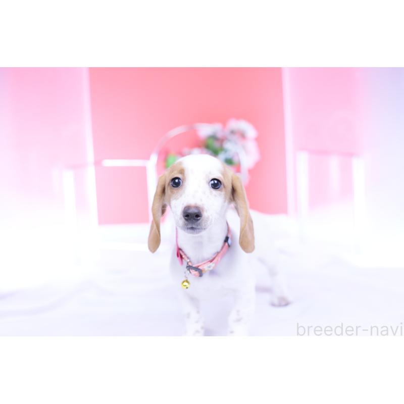 販売中の愛知県のミニチュアダックスフンド(スムースヘアード)-423236の14枚目