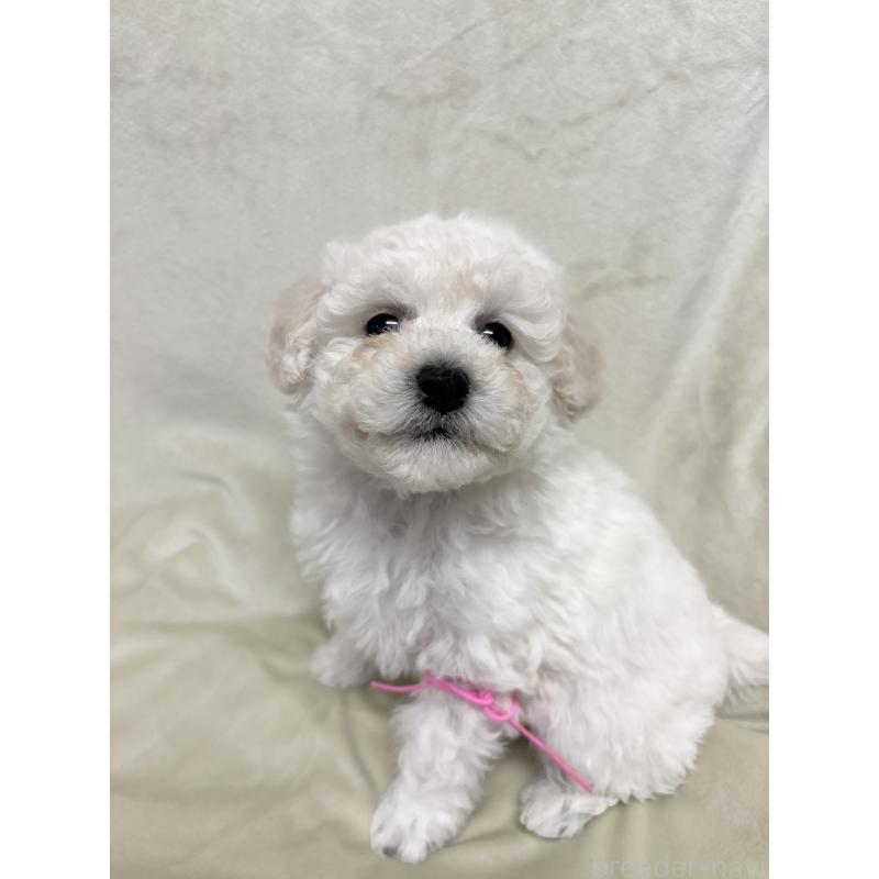 成約済の千葉県のトイプードル-432513の12枚目