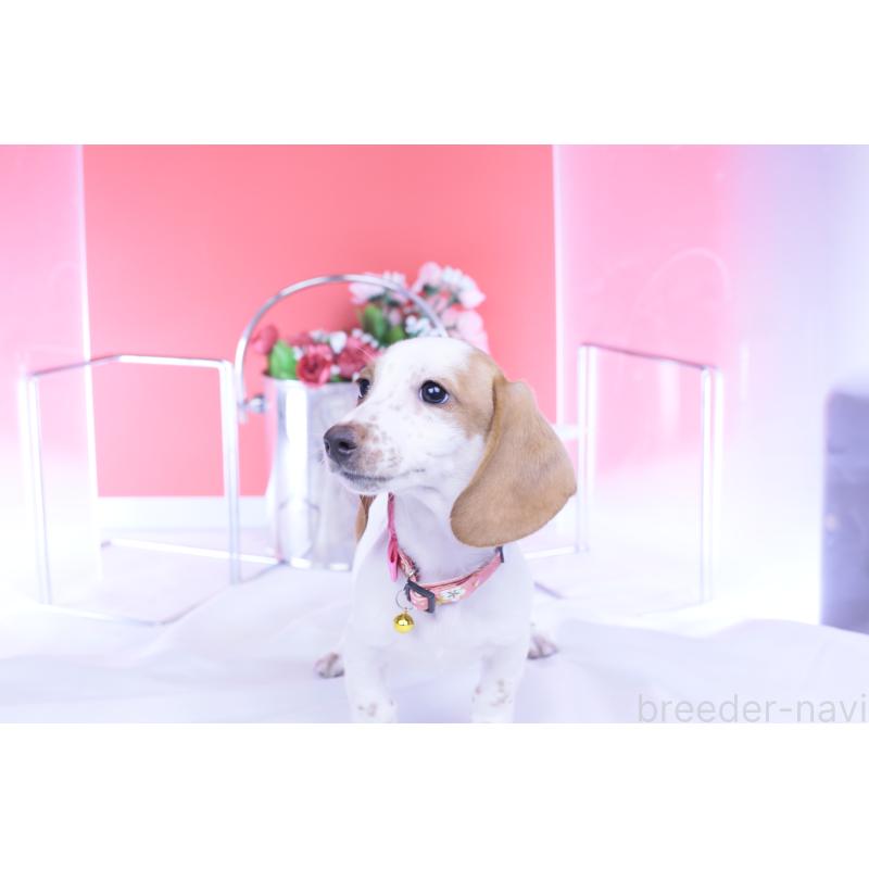 販売中の愛知県のミニチュアダックスフンド(スムースヘアード)-423236の13枚目