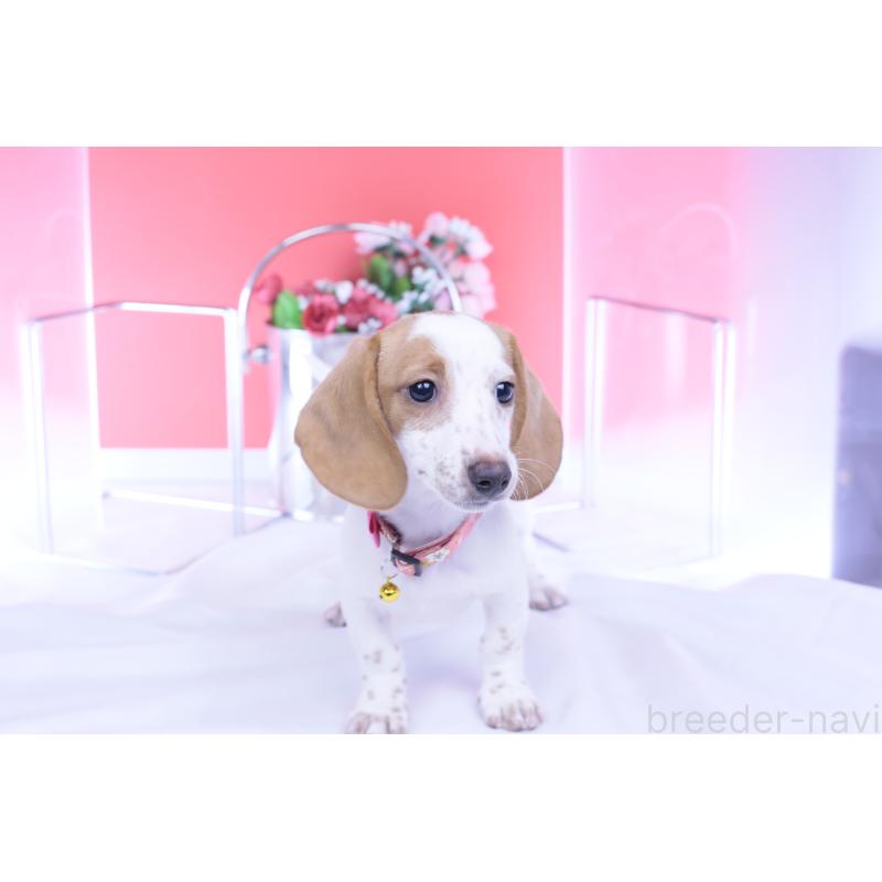 販売中の愛知県のミニチュアダックスフンド(スムースヘアード)-423236の12枚目