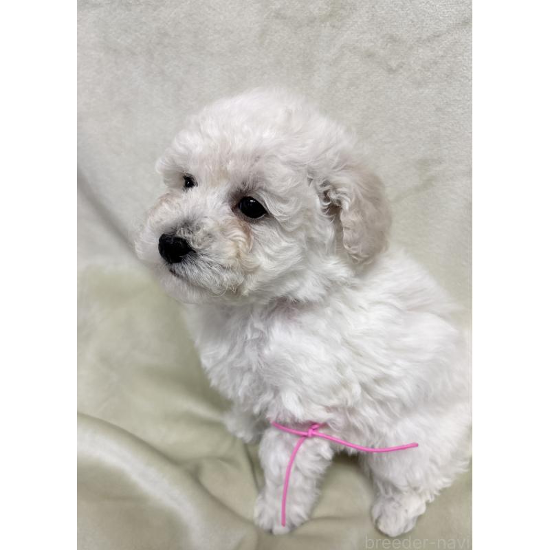 成約済の千葉県のトイプードル-432513の11枚目