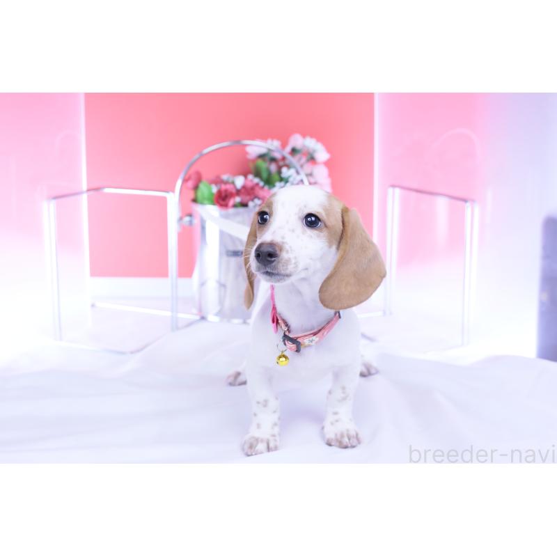 販売中の愛知県のミニチュアダックスフンド(スムースヘアード)-423236の11枚目