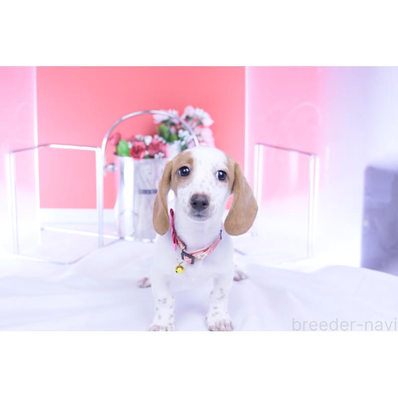 販売中の愛知県のミニチュアダックスフンド(スムースヘアード)-423236の10枚目