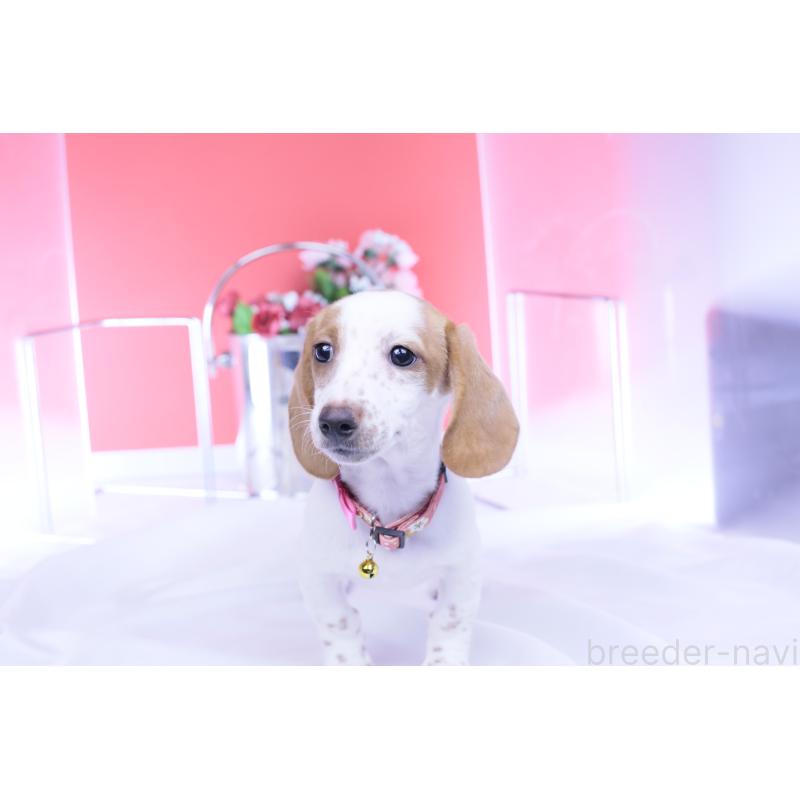 販売中の愛知県のミニチュアダックスフンド(スムースヘアード)-423236の6枚目