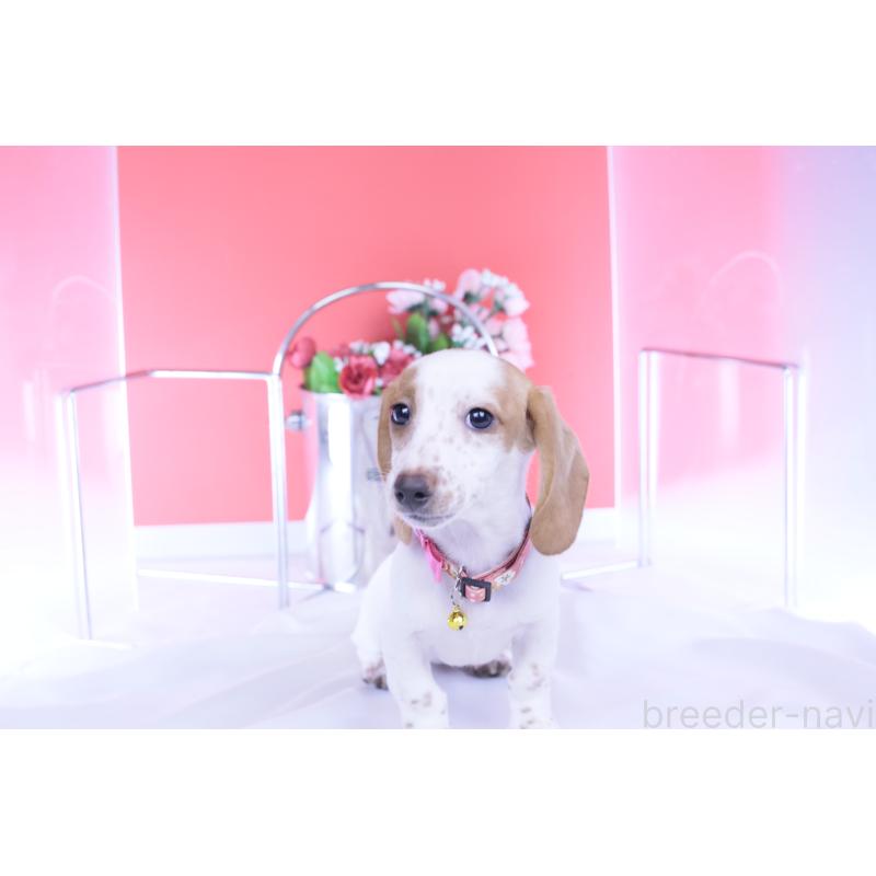 販売中の愛知県のミニチュアダックスフンド(スムースヘアード)-423236の5枚目