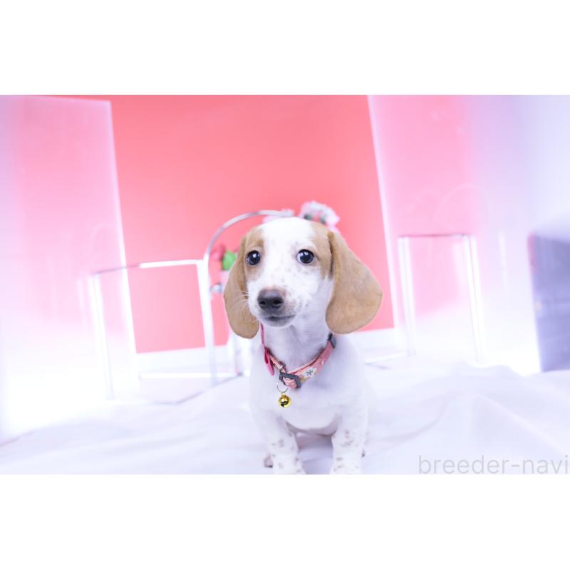 販売中の愛知県のミニチュアダックスフンド(スムースヘアード)-423236の3枚目