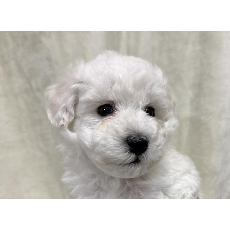 成約済の千葉県のトイプードル-432511の13枚目