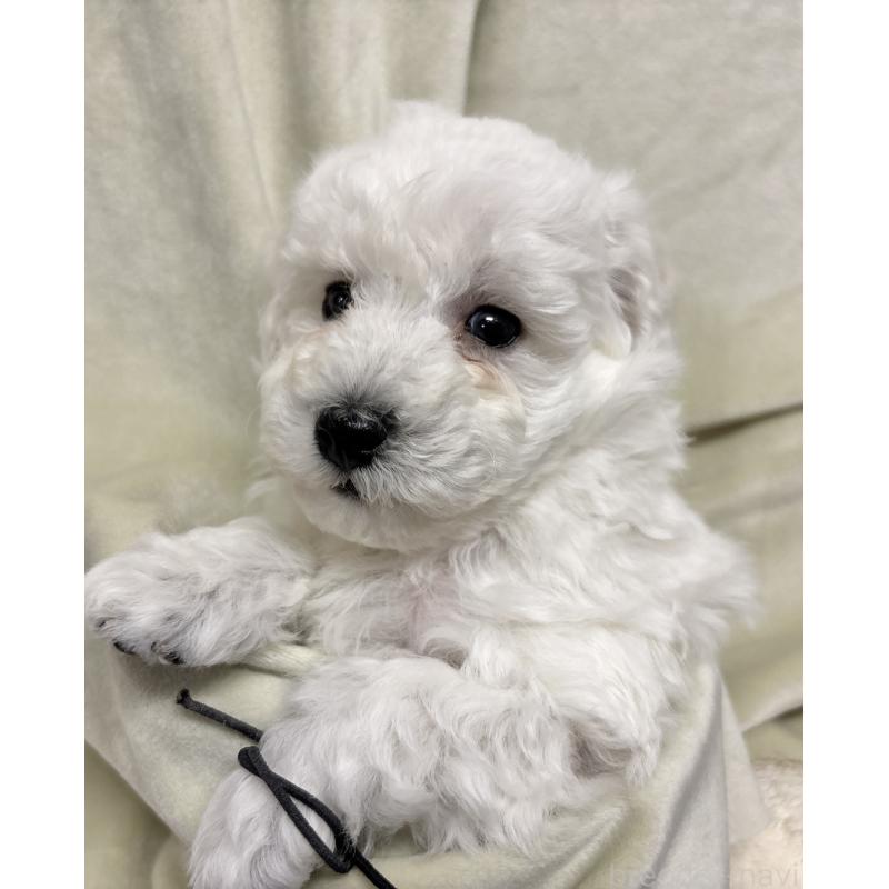 成約済の千葉県のトイプードル-432511の12枚目