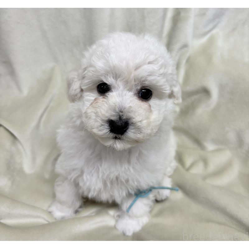 成約済の千葉県のトイプードル-432506の12枚目