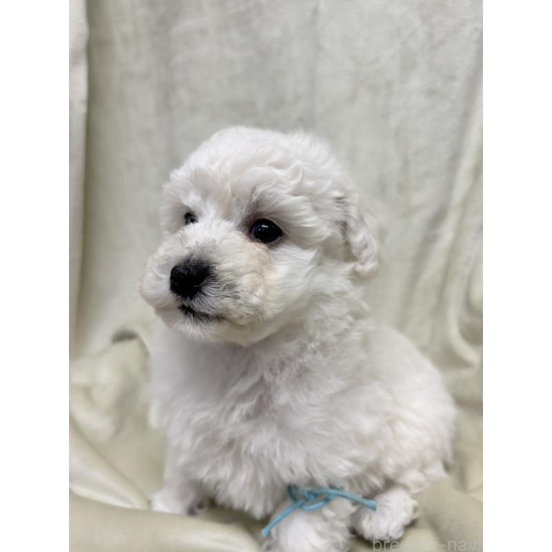 成約済の千葉県のトイプードル-432506の11枚目