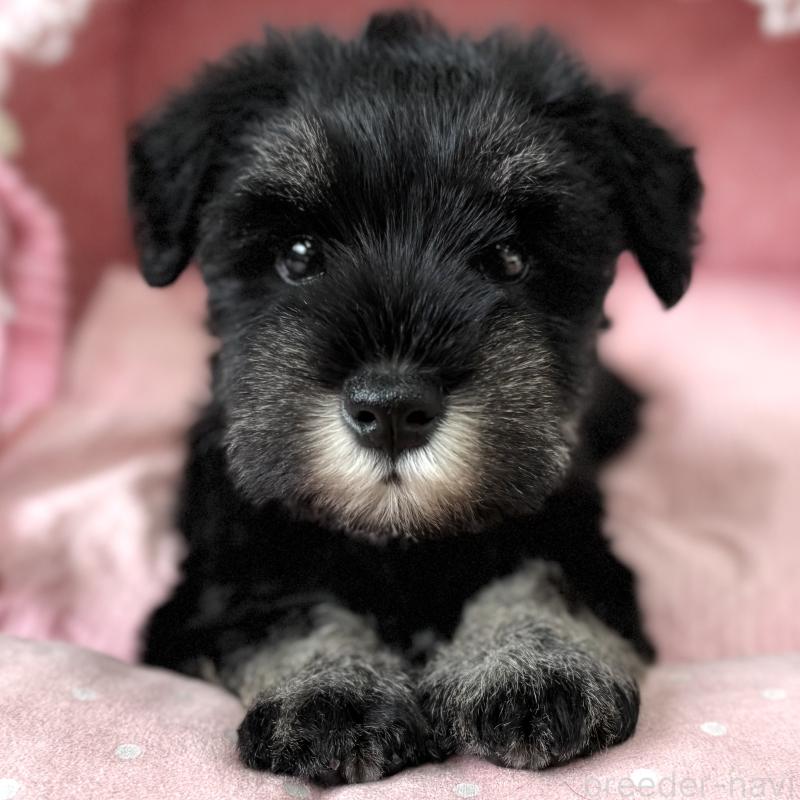 販売中の大阪府のミニチュアシュナウザー-436075の1枚目