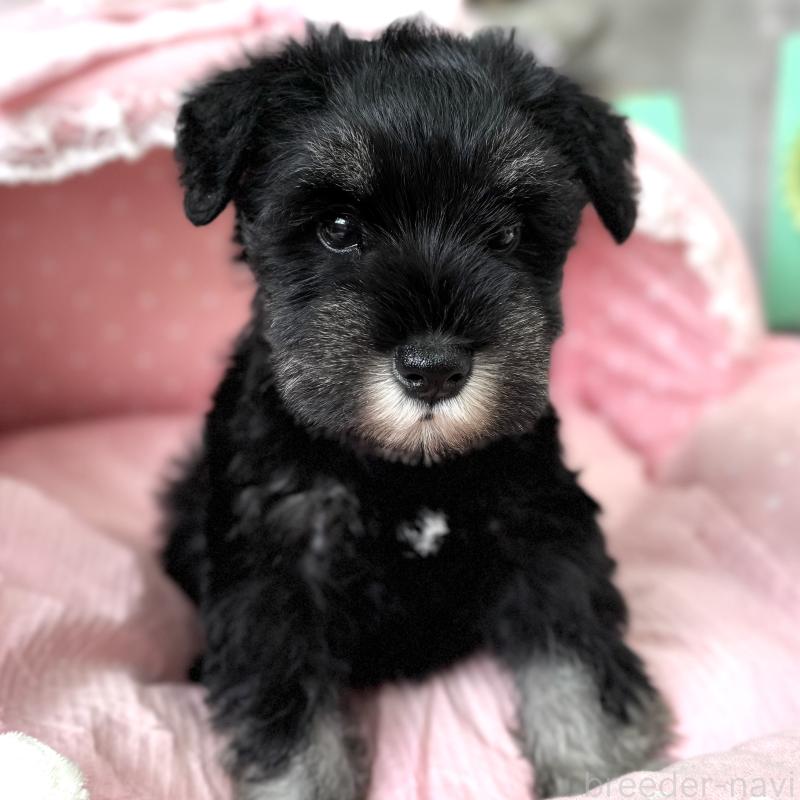 販売中の大阪府のミニチュアシュナウザー-436075の8枚目