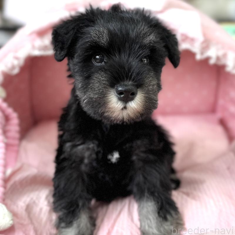 販売中の大阪府のミニチュアシュナウザー-436075の7枚目