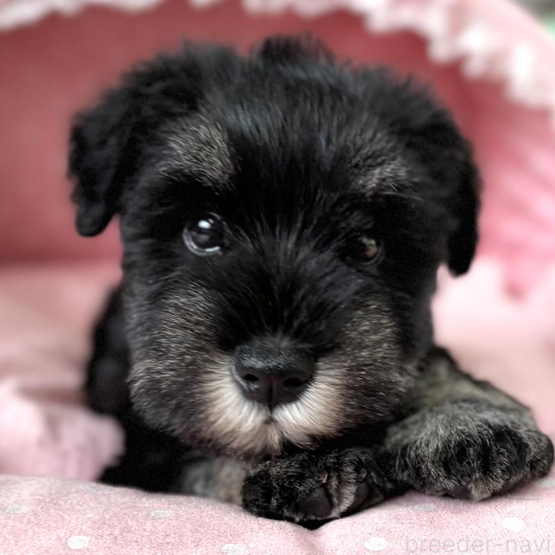 販売中の大阪府のミニチュアシュナウザー-436075の6枚目