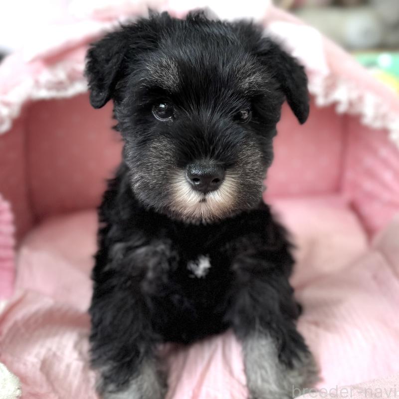 販売中の大阪府のミニチュアシュナウザー-436075の5枚目