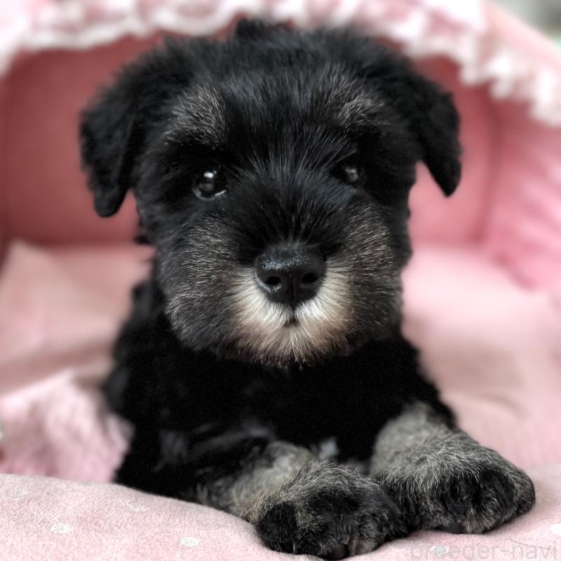 販売中の大阪府のミニチュアシュナウザー-436075の4枚目