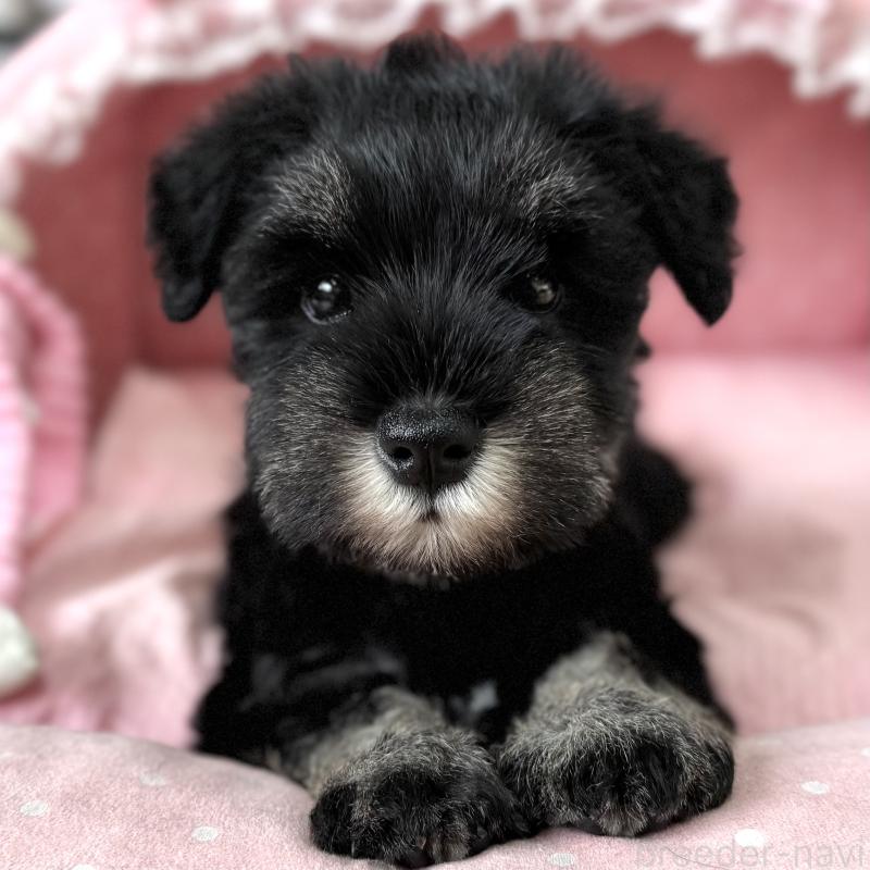 販売中の大阪府のミニチュアシュナウザー-436075の2枚目