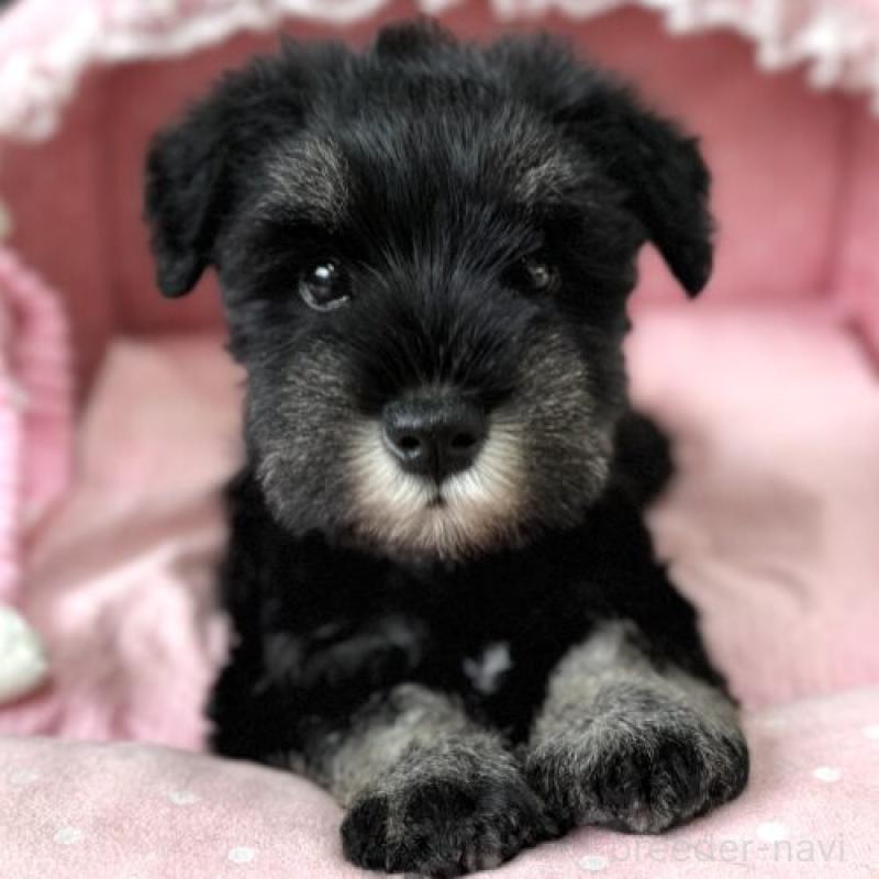 販売中の大阪府のミニチュアシュナウザー-436075の3枚目