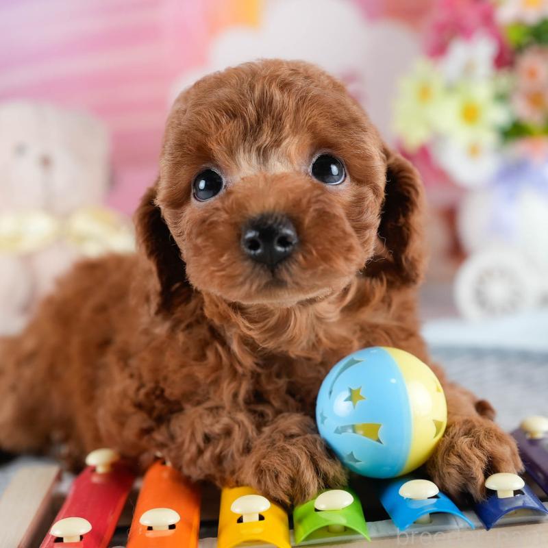 販売中の茨城県のトイプードル-436189