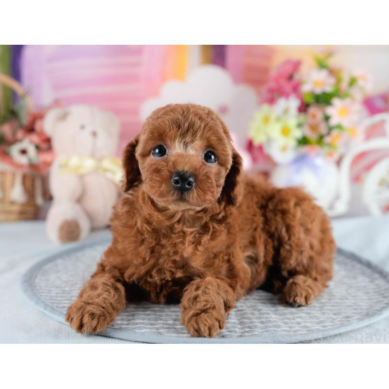 販売中の茨城県のトイプードル-436189の10枚目