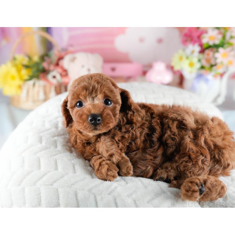 販売中の茨城県のトイプードル-436189の9枚目