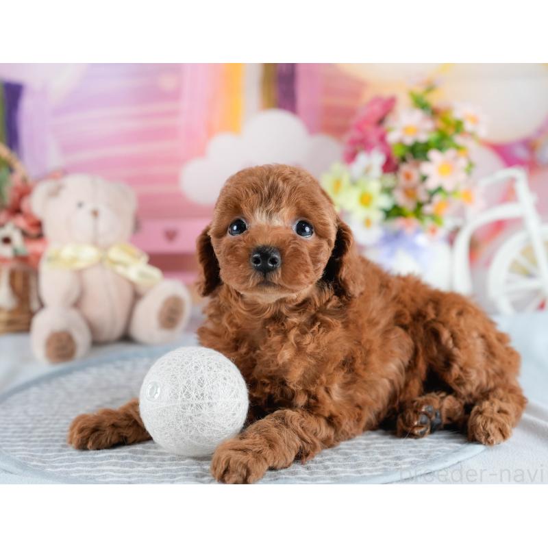 販売中の茨城県のトイプードル-436189の8枚目