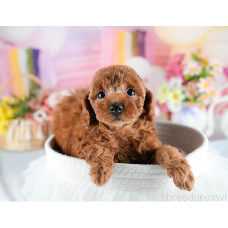 販売中の茨城県のトイプードル-436189の7枚目