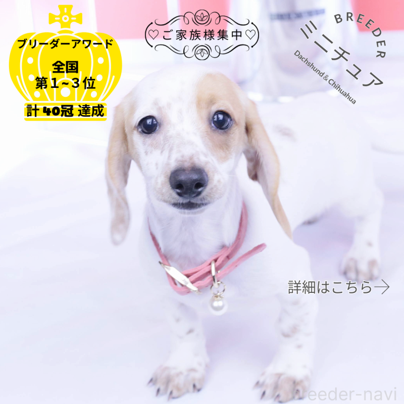 販売中の愛知県のミニチュアダックスフンド(スムースヘアード)-423311