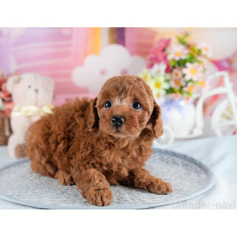 販売中の茨城県のトイプードル-436189の6枚目