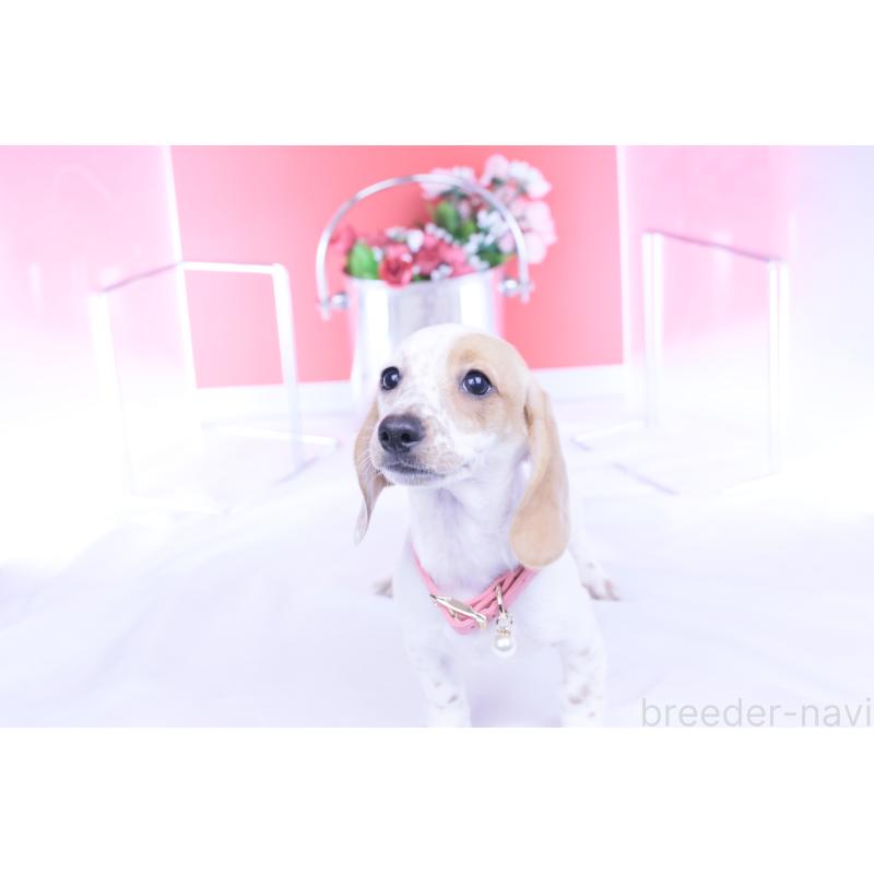 販売中の愛知県のミニチュアダックスフンド(スムースヘアード)-423311の14枚目