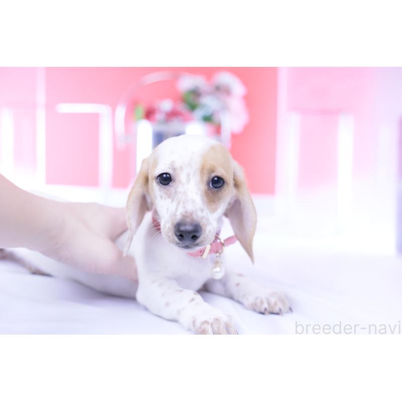 販売中の愛知県のミニチュアダックスフンド(スムースヘアード)-423311の8枚目