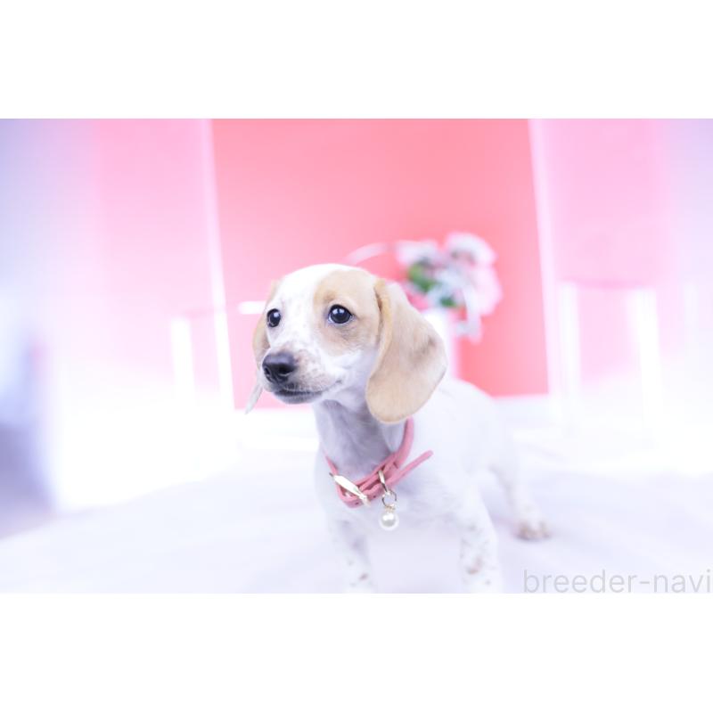 販売中の愛知県のミニチュアダックスフンド(スムースヘアード)-423311の5枚目