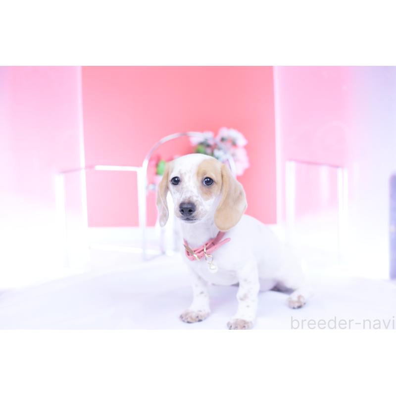 販売中の愛知県のミニチュアダックスフンド(スムースヘアード)-423311の3枚目