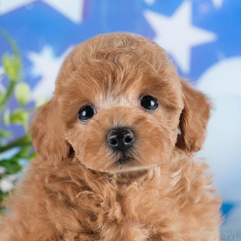 販売中の茨城県のトイプードル-436187の11枚目