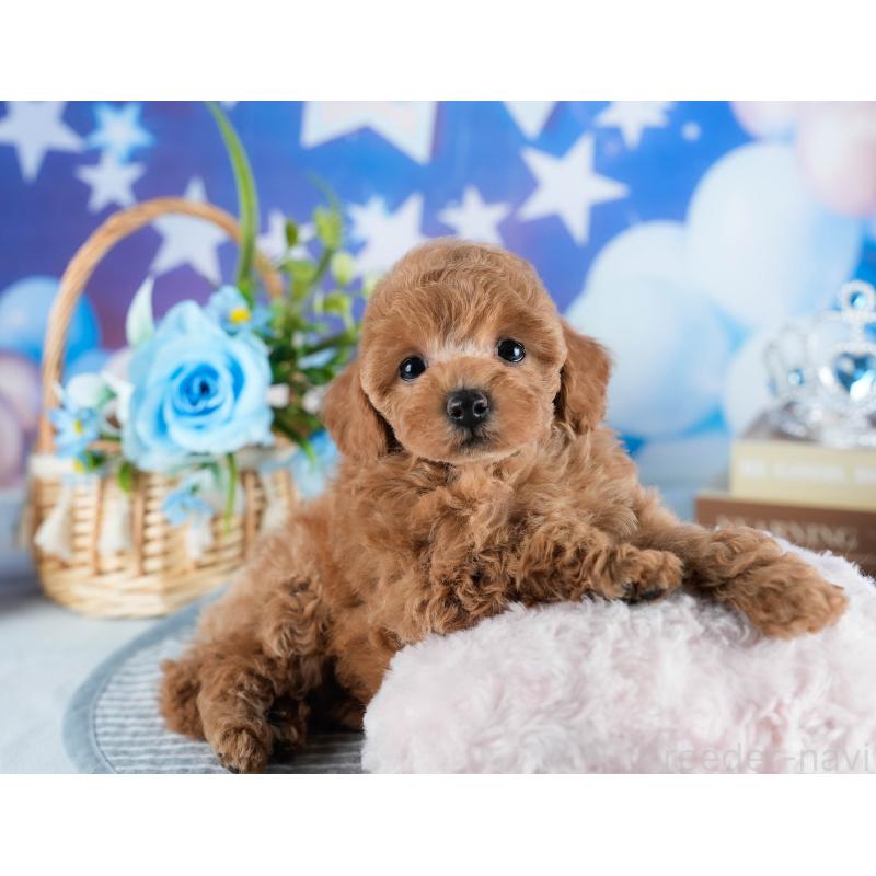 販売中の茨城県のトイプードル-436187の9枚目