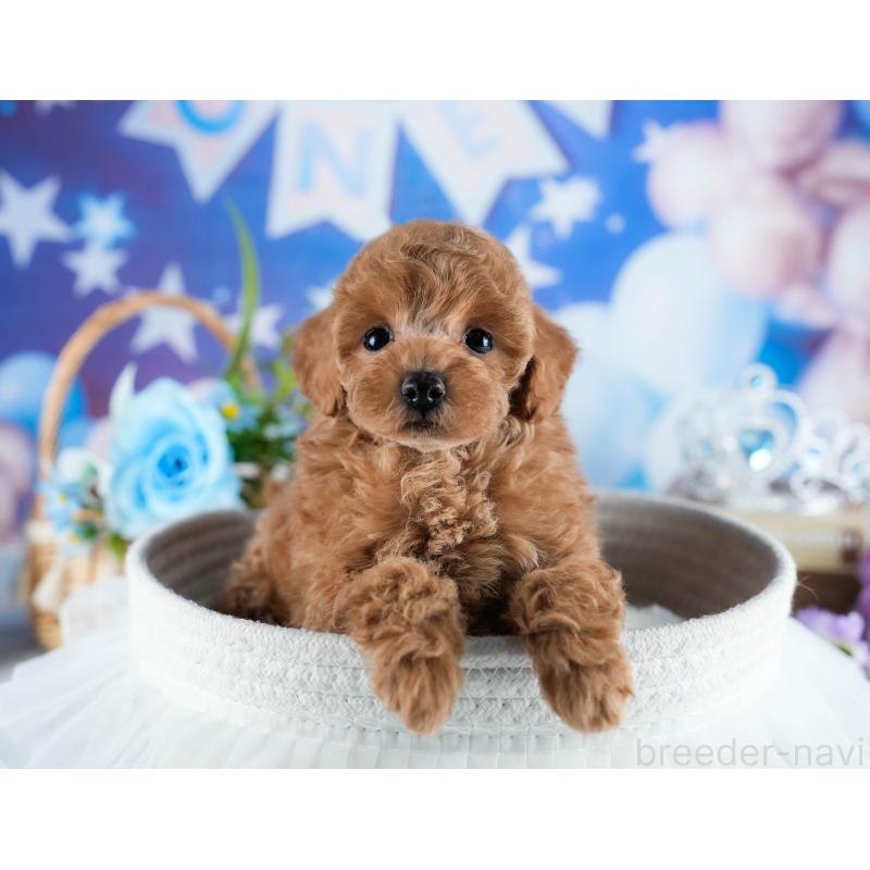 販売中の茨城県のトイプードル-436187の8枚目