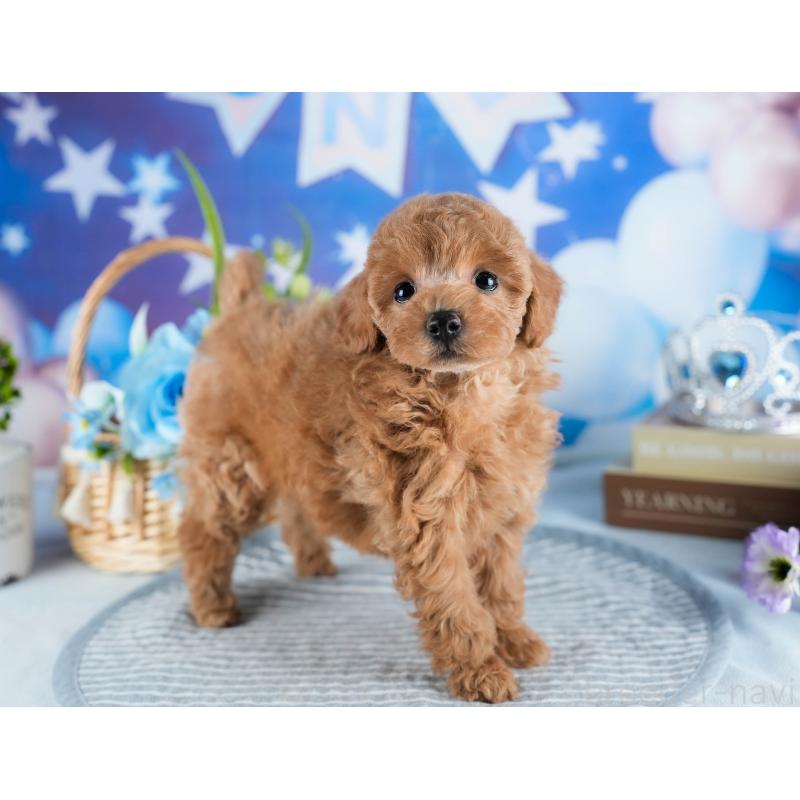 販売中の茨城県のトイプードル-436187の7枚目