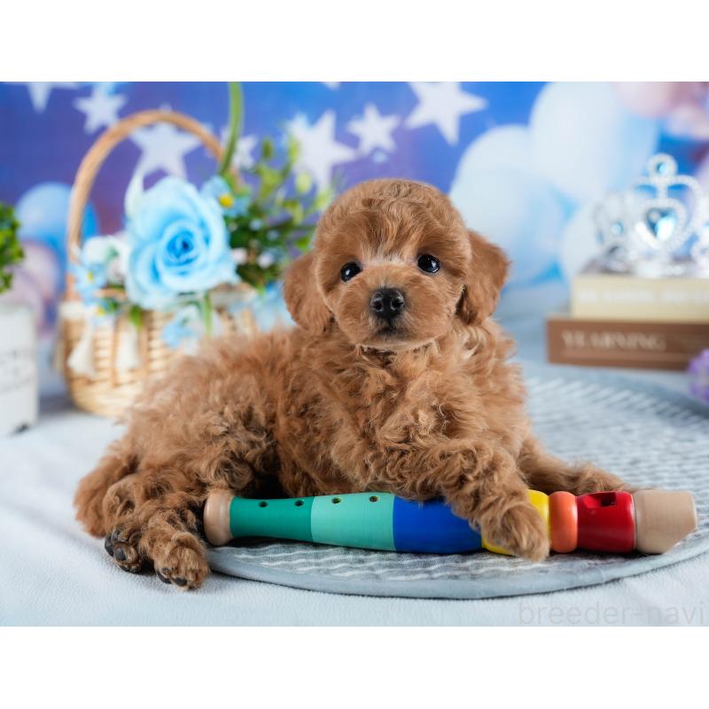 販売中の茨城県のトイプードル-436187の6枚目