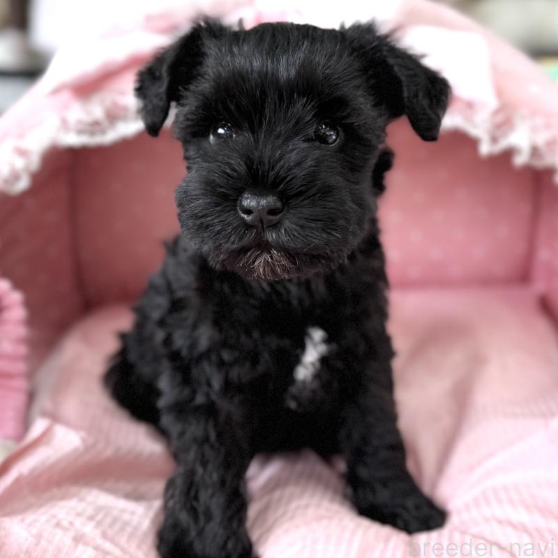 販売中の大阪府のミニチュアシュナウザー-436076